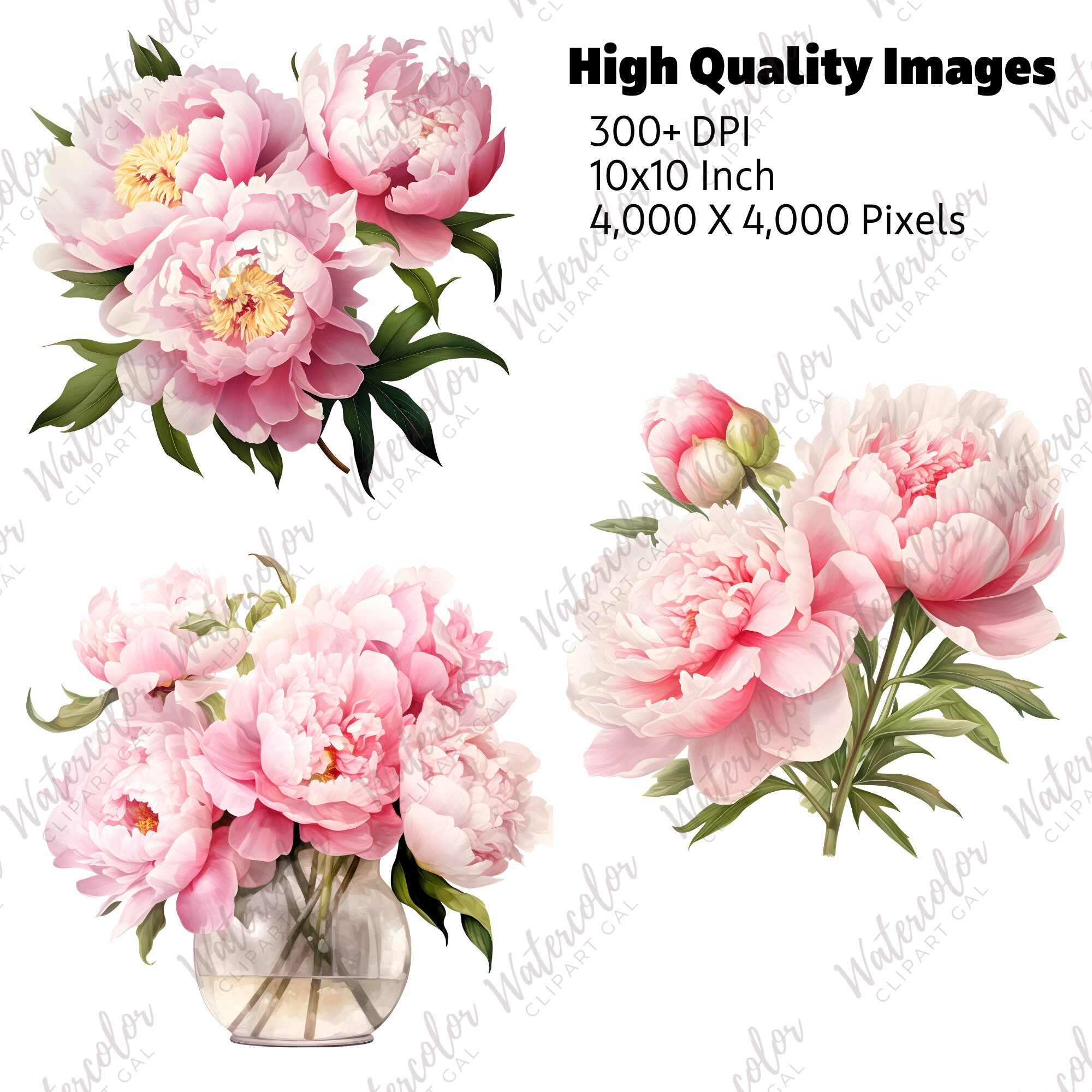 Pink Peony Clipart Watercolor Bundle | Pink Peonies PNG | Floral ...