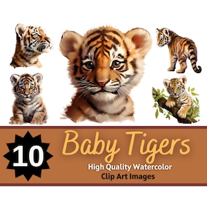 Baby Tiger PNG Clipart Watercolor Bundle | Baby Animals Clipart | Baby Animal Nursery | Jungle Animals PNG | Baby Tiger Clipart
