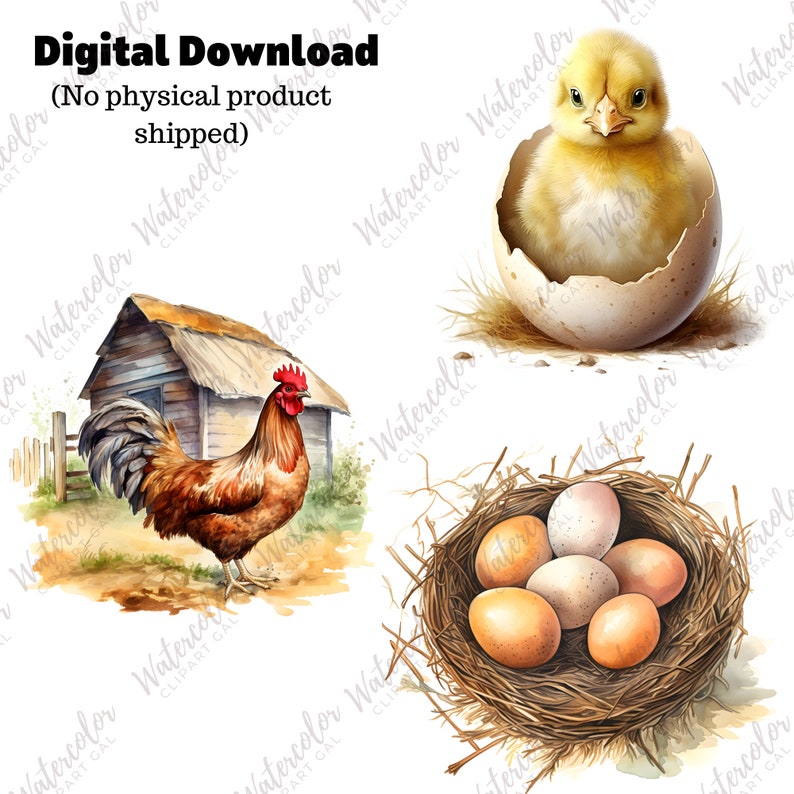 Chicken Clipart Watercolor Bundle | Chicken PNG | Baby Farm Animal ...