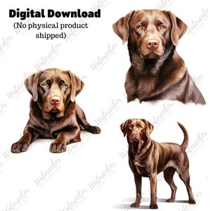 May include: Three digital illustrations of chocolate Labrador Retrievers. One dog is lying down, one is standing, and one is looking directly at the viewer.