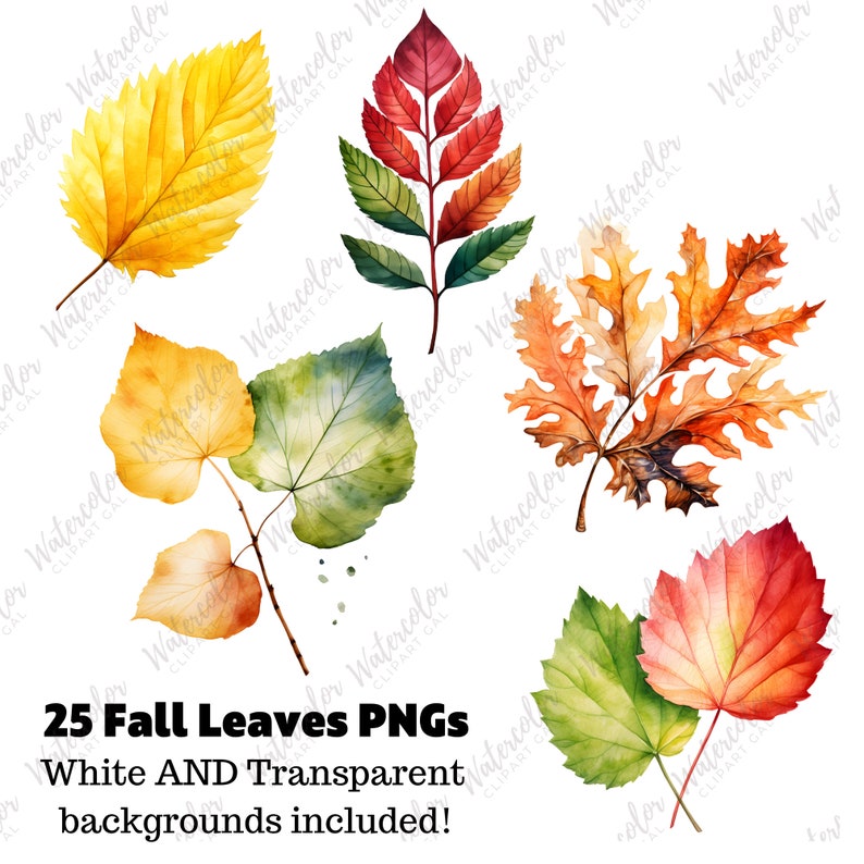 Puede incluir: Un conjunto de 25 hojas de oto&ntilde;o en acuarela en varios tonos de rojo, naranja, amarillo y verde. Las hojas est&aacute;n aisladas sobre un fondo blanco y son perfectas para el scrapbooking digital, la creaci&oacute;n de tarjetas y otros proyectos de manualidades.
