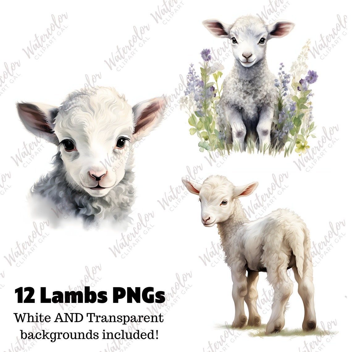 Baby Lamb PNG Clipart Watercolor Bundle | Baby Animals Clipart | Baby ...
