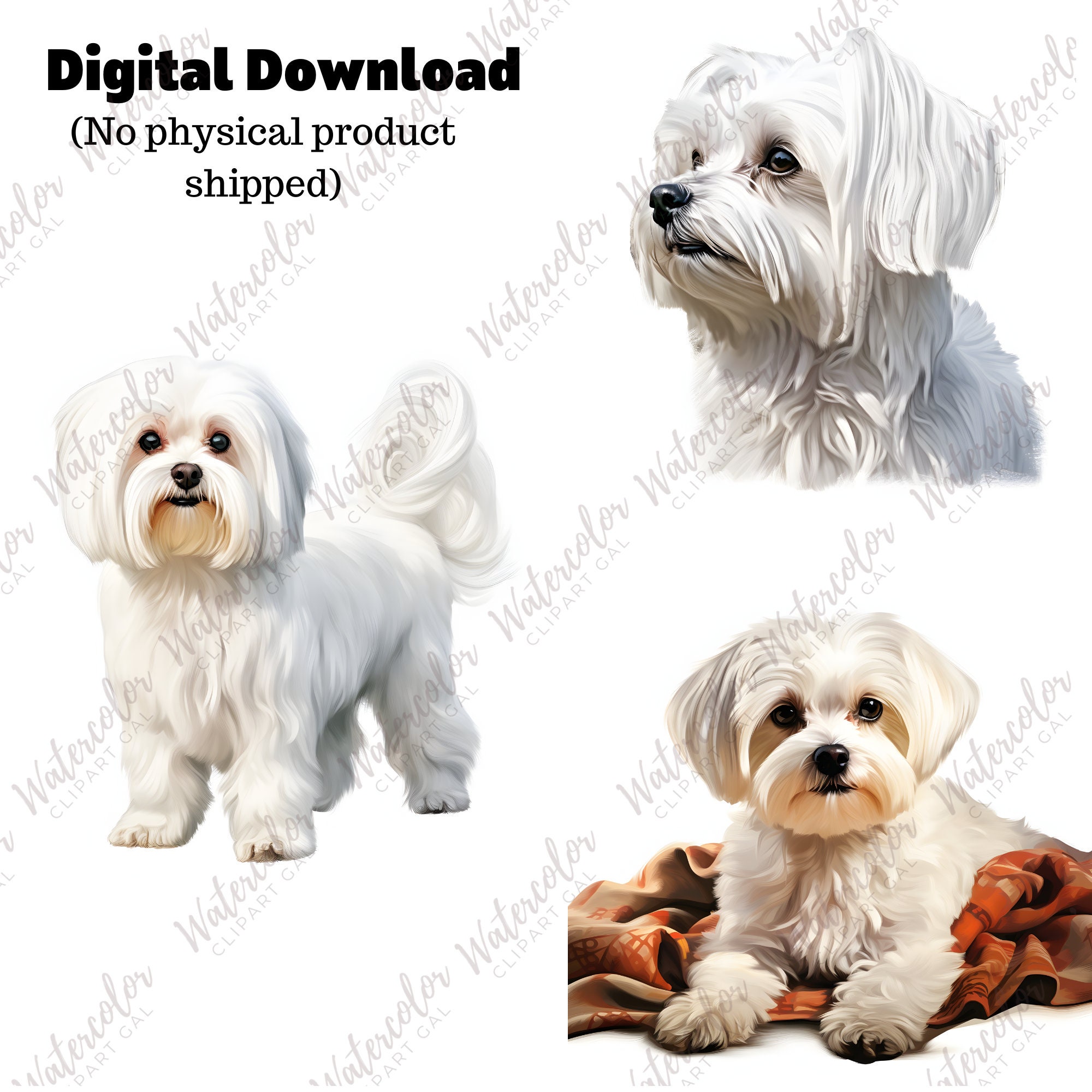 Maltese Clipart Watercolor Bundle | Dog Portrait | Maltese PNG | Junk ...