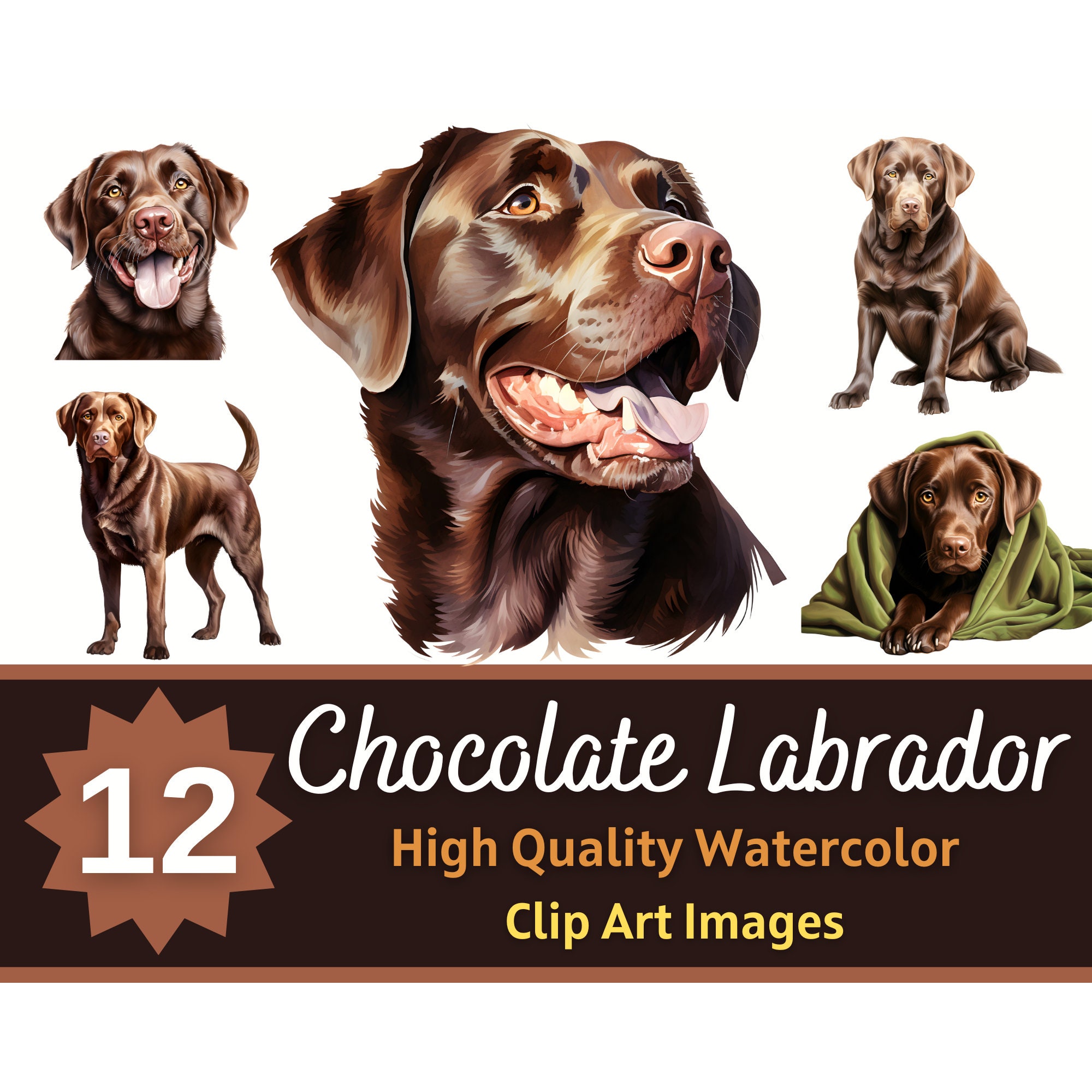 Chocolate Labrador Clipart Watercolor Bundle Dog Portrait Chocolate Lab