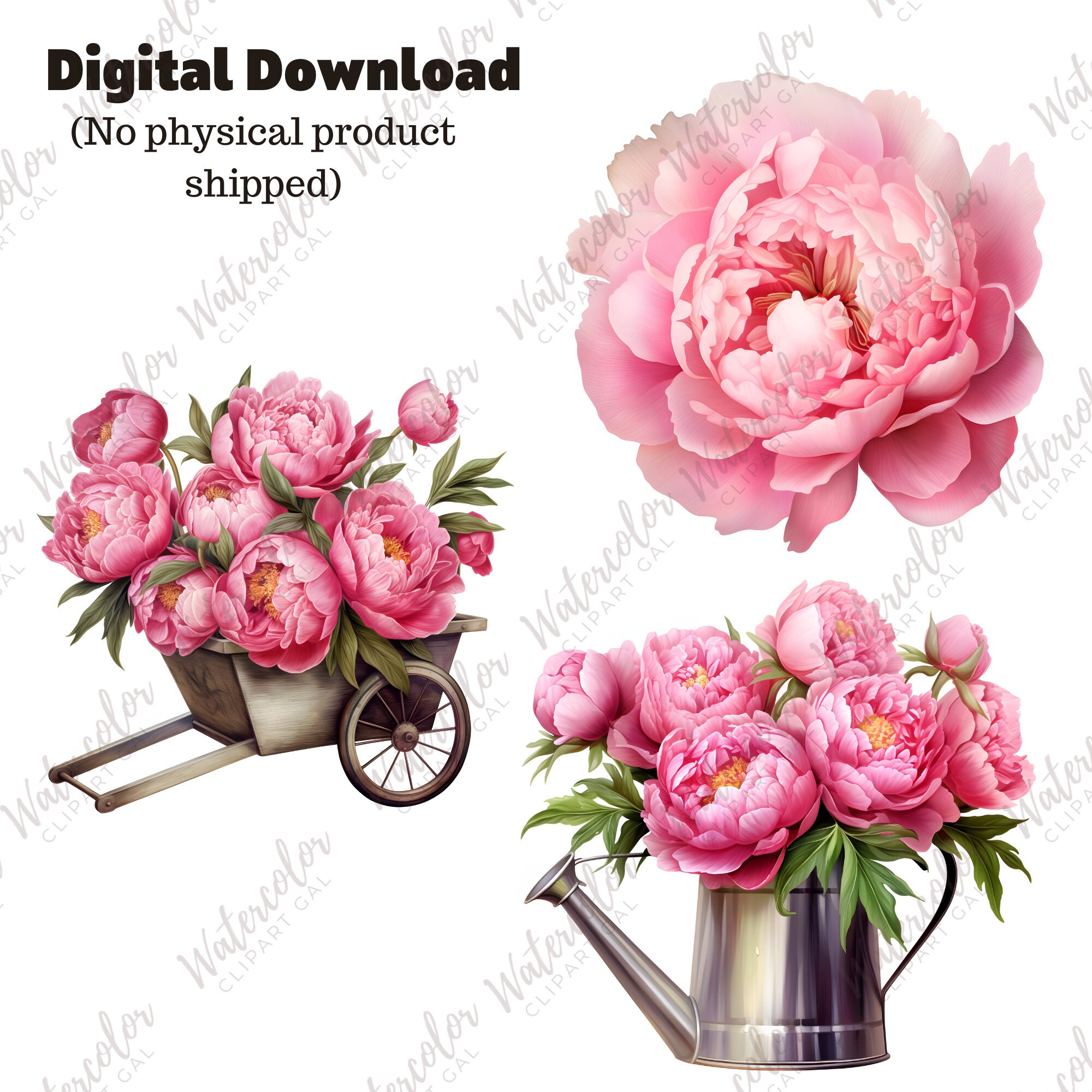Pink Peony Clipart Watercolor Bundle | Pink Peonies PNG | Floral ...
