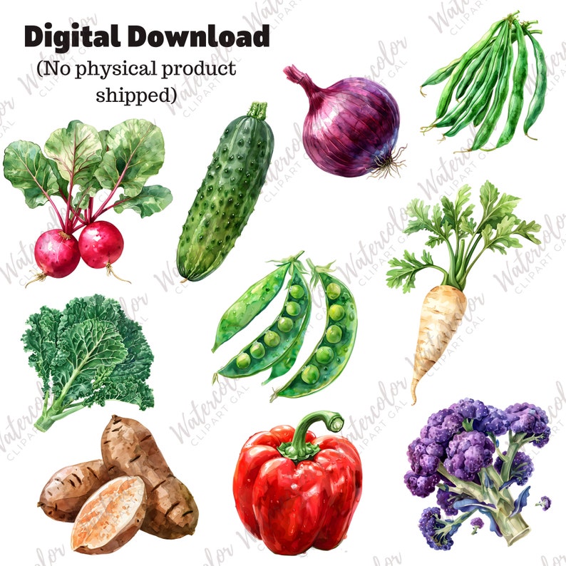 Vegetable Clipart Watercolor Bundle | Vegetable Plant PNG | Food ...
