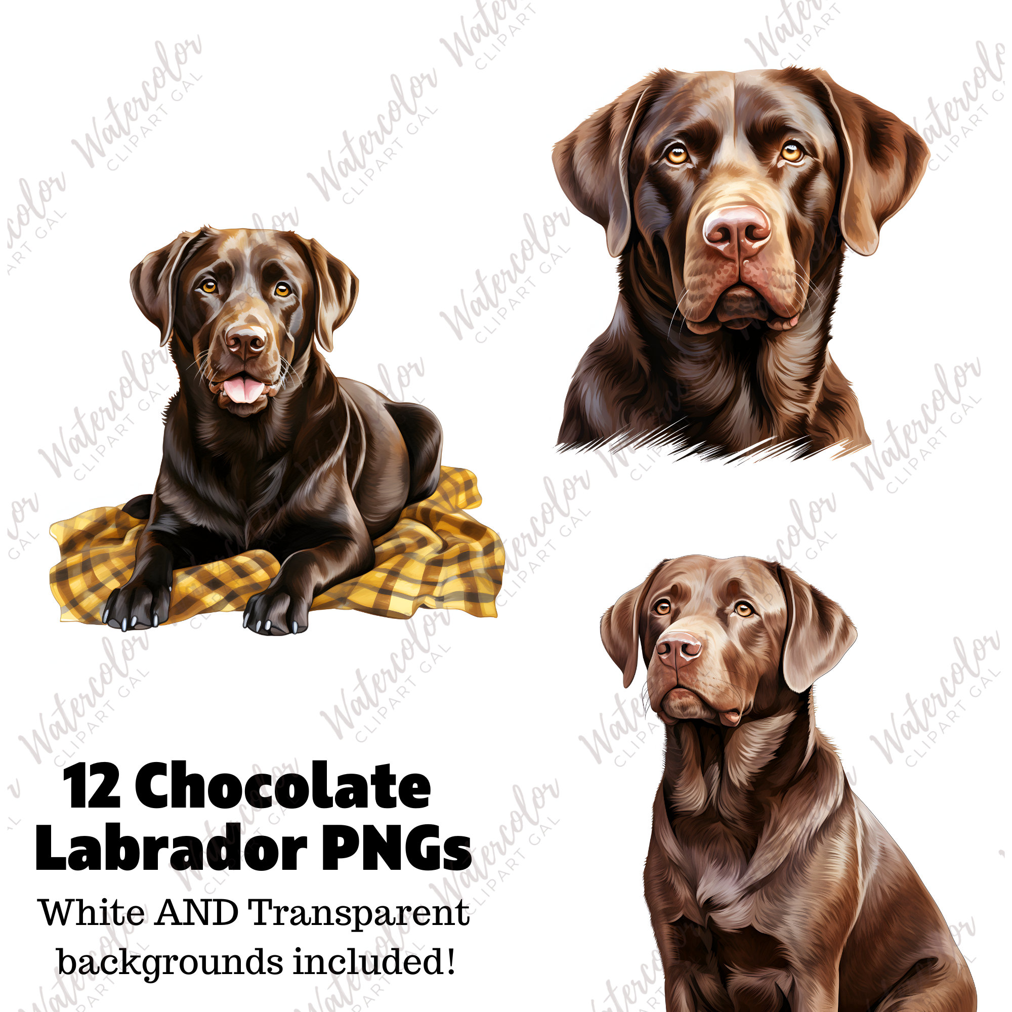 Chocolate Labrador Clipart Watercolor Bundle Dog Portrait Chocolate Lab
