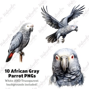 African Gray Parrot Clipart Bundle | African Grey | Tropical Bird Print ...