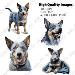 Blue Heeler Clipart Watercolor Bundle Dog Portrait Blue Heeler PNG Dog ...