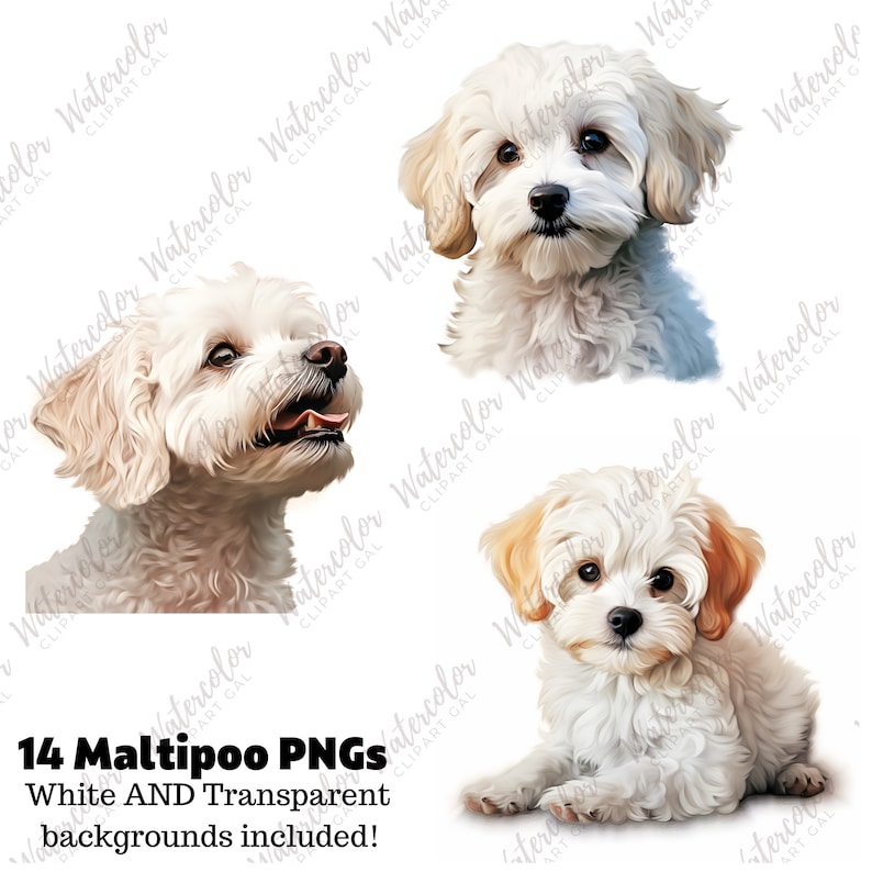 Maltipoo Clipart Watercolor Bundle | Dog Portrait | Maltipoo PNG | Junk ...