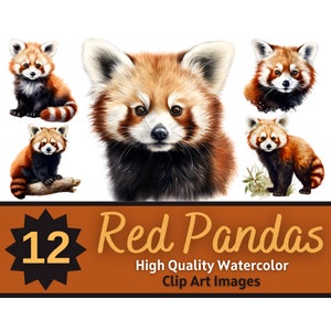 Pacote aquarela de clipart de panda vermelho | Panda Vermelho PNG | Clipart de animal fofo | Animais Fofos PNG | Animal Da Floresta PNG | Animais, de, ásia Clipart