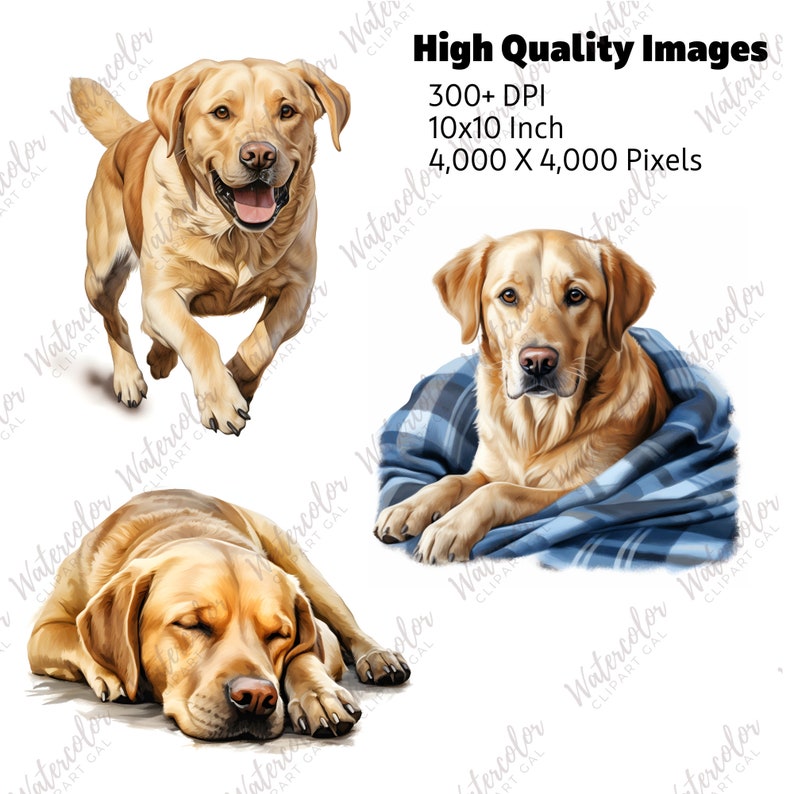 Op de afbeelding: Drie aquarelillustraties van een gele Labrador Retriever. E&eacute;n hond rent, &eacute;&eacute;n ligt in een blauwe geruite deken en &eacute;&eacute;n slaapt. Tekst: High Quality Images, 300+ DPI, 10x10 Inch, 4,000 X 4,000 Pixels.