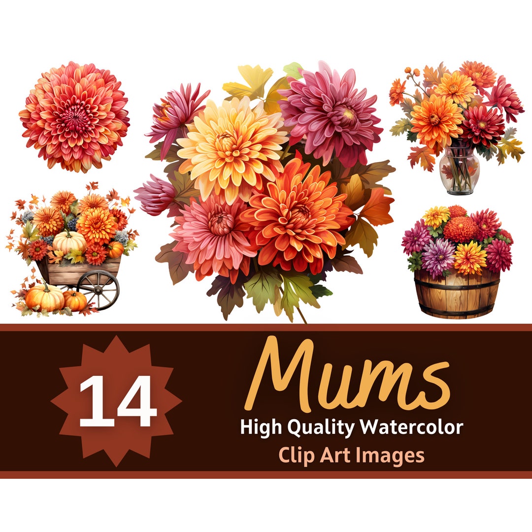 Mums Clipart PNG Watercolor Bundle | Mums Flower PNG | Floral Clipart ...
