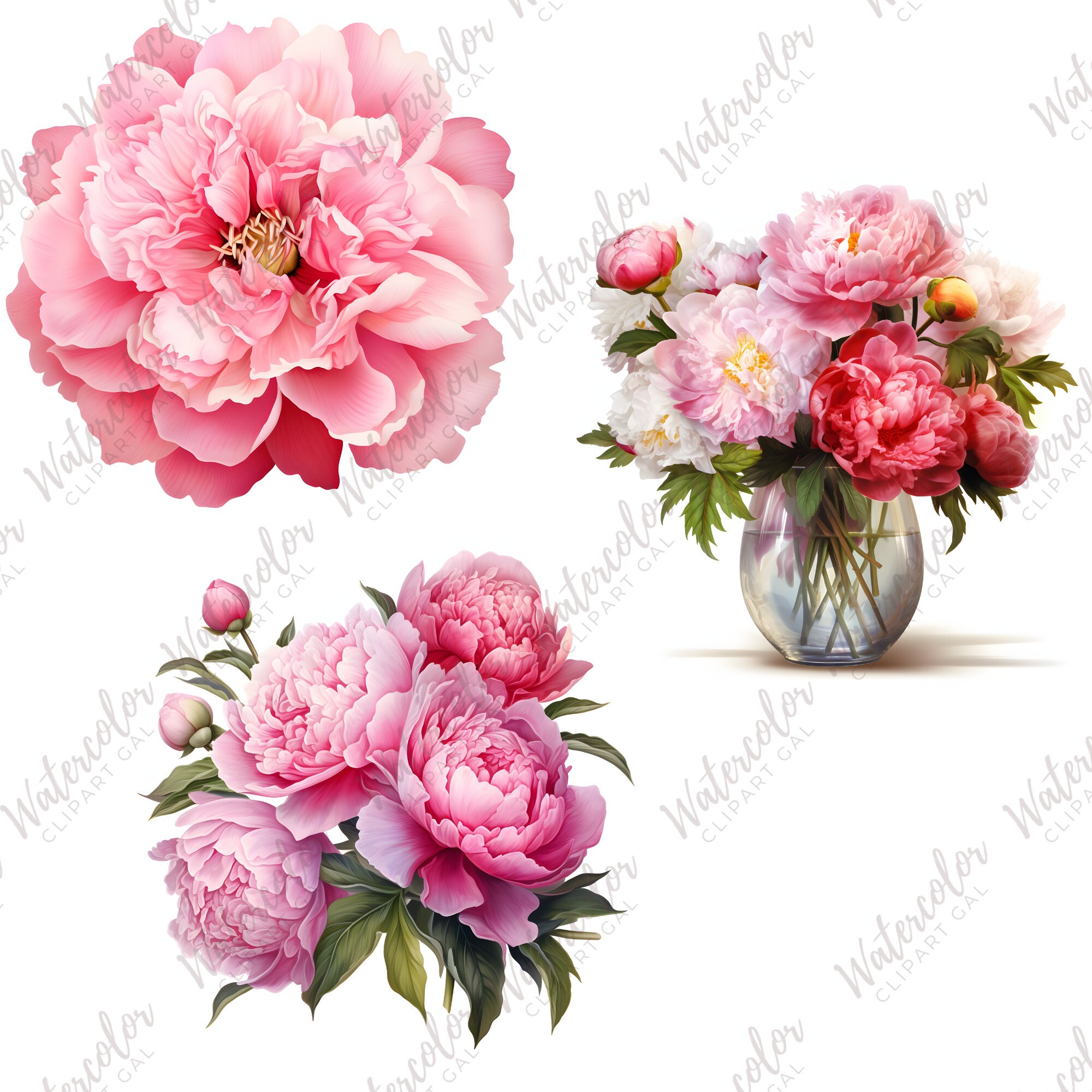 Pink Peony Clipart Watercolor Bundle | Pink Peonies PNG | Floral ...