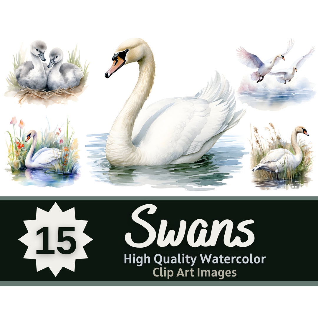 Swan Clipart PNG Bundle | Swan Birthday | Swan Baby Shower | Colorful ...
