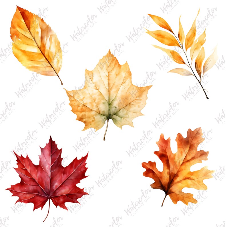 Puede incluir: Un conjunto de cinco ilustraciones de acuarela de hojas de oto&ntilde;o. Las hojas son en tonos de rojo, naranja y amarillo. Las hojas est&aacute;n aisladas sobre un fondo blanco.