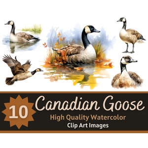 Canadian Goose PNG Watercolor Bundle | Canadian Geese Clipart | Beautiful Bird Art | Junk Journal Birds | Cardmaking Embellishment