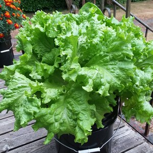 2 Hydroponic bucket lids, Kratky, 1- leafy greens/herb/strawberry lid, 1- single large plant lid image 6