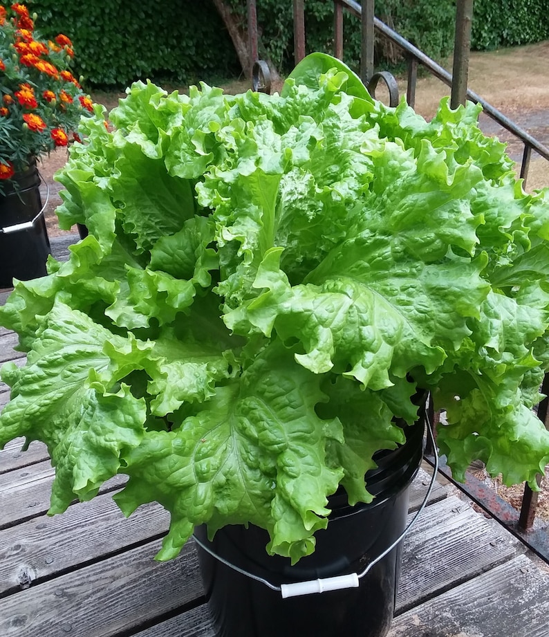 2 Hydroponic bucket lids, Kratky, 1- leafy greens/herb/strawberry lid, 1- single large plant lid image 6