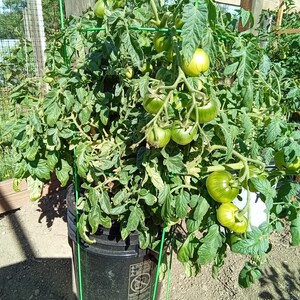 2 Hydroponic bucket lids, Kratky, 1- leafy greens/herb/strawberry lid, 1- single large plant lid image 2
