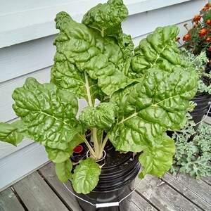 May include: A large green leafy plant growing in a black bucket with red and white plastic plant supports. The plant is growing in a white and grey background.