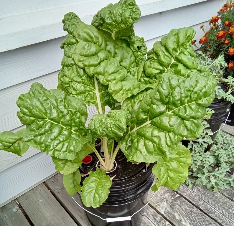 May include: A large green leafy plant growing in a black bucket with red and white plastic plant supports. The plant is growing in a white and grey background.