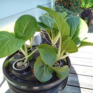 May include: A hydroponic system with multiple green leafy plants growing in a black container. The plants are growing in a circular pattern with a white rim around each plant.