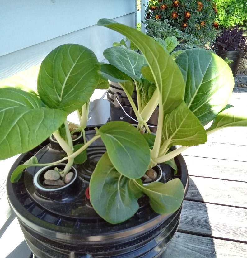 May include: A hydroponic system with multiple green leafy plants growing in a black container. The plants are growing in a circular pattern with a white rim around each plant.