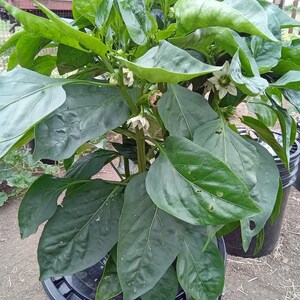 May include: A green pepper plant with white flowers growing in a black plastic pot. The plant has large, dark green leaves.