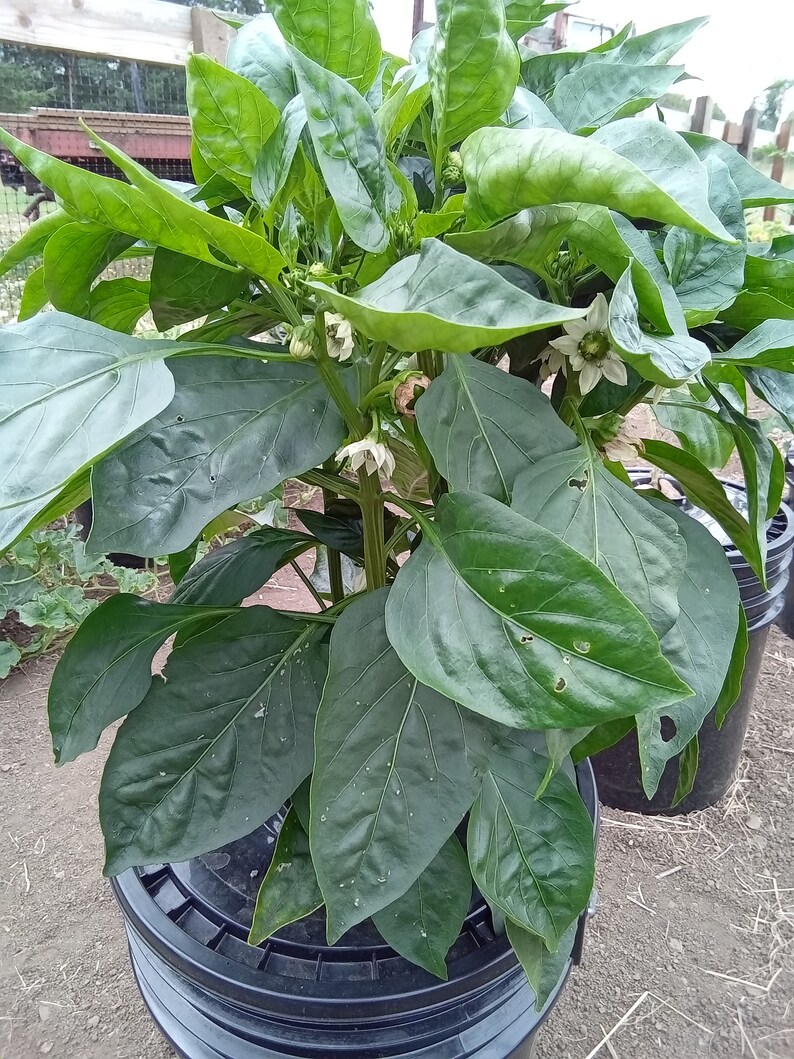 May include: A green pepper plant with white flowers growing in a black plastic pot. The plant has large, dark green leaves.