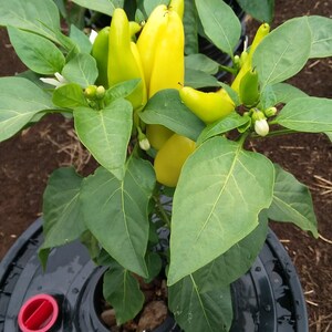 May include: A yellow pepper plant growing in a black pot with a red lid. The plant has many green leaves and several yellow peppers.