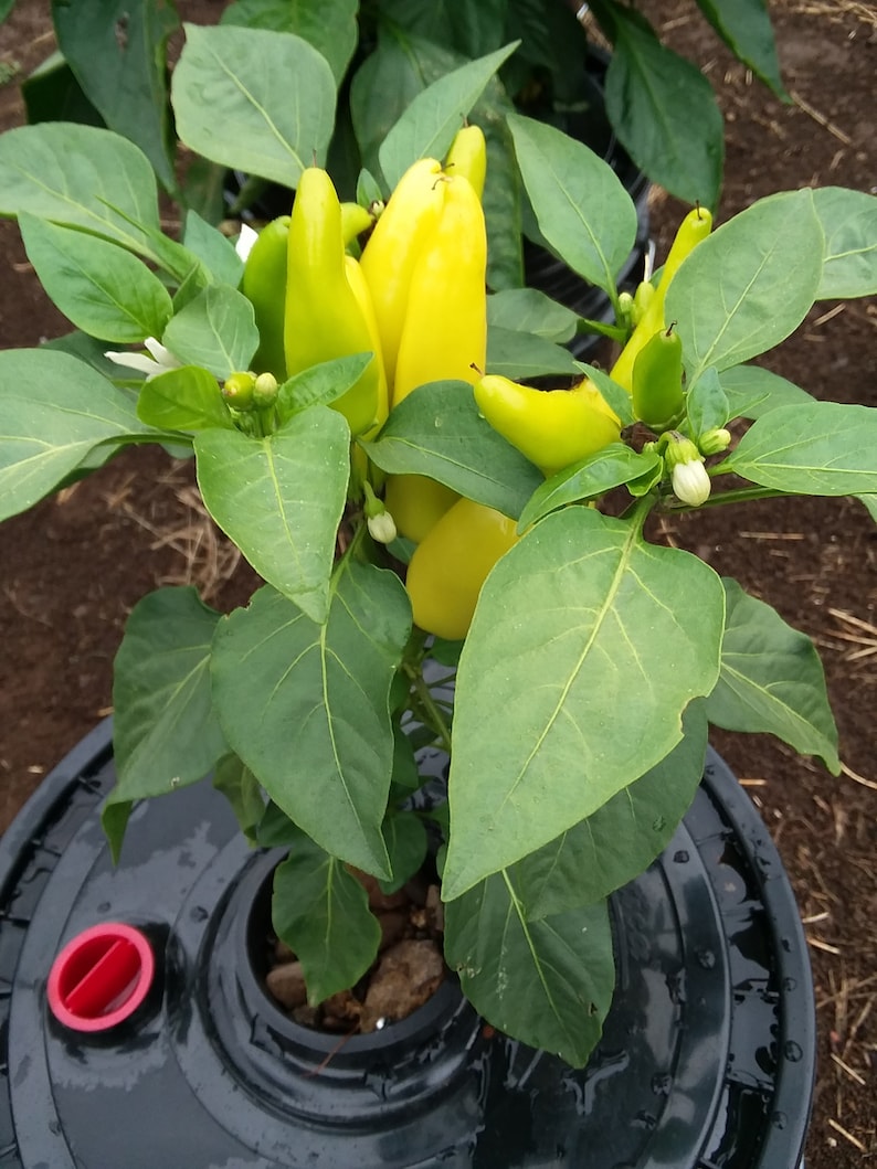 May include: A yellow pepper plant growing in a black pot with a red lid. The plant has many green leaves and several yellow peppers.