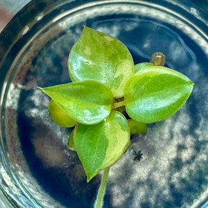 Philodendron Bilitea Variegated