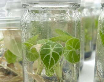 Alocasia Watsoniana Doff