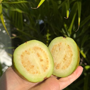 Organic White Guava, Grown locally (Exotic fruit) 1 -9lbs box (FREE SHIPPING!)