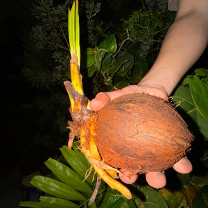 Organic Coconut Sprout, Grown locally (FREE SHIPPING!)