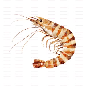 Watercolor Shrimp Clipart: Seafood PNGs for Scrapbooking (Digital Download