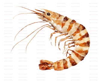 Watercolor Shrimp Clipart: Seafood PNGs for Scrapbooking (Digital Download), Commercial Use