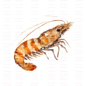 Watercolor Shrimp Clipart: Seafood PNGs for Scrapbooking (Digital Download