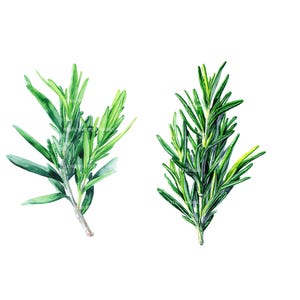 8 Rosemary Leaves Clipart, Printable Watercolor clipart, High Quality JPG/PNGs, Digital download, Paper craft, junk journals