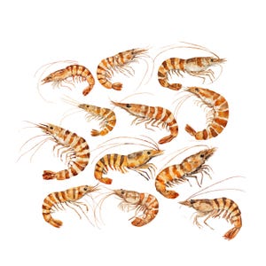 Watercolor Shrimp Clipart: Seafood PNGs for Scrapbooking (Digital Download