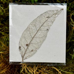 May include: A delicate, skeletal leaf encased in a clear plastic sleeve, presented on a square, off-white card. The leaf's intricate veining is visible, showcasing its natural structure. The background features green and brown moss, enhancing the natural theme.