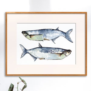 Two fish (Sabrefish) as watercolor painting, Pelecus cultratus, digital product, animal art, underwater animal, wall decoration, up toA3