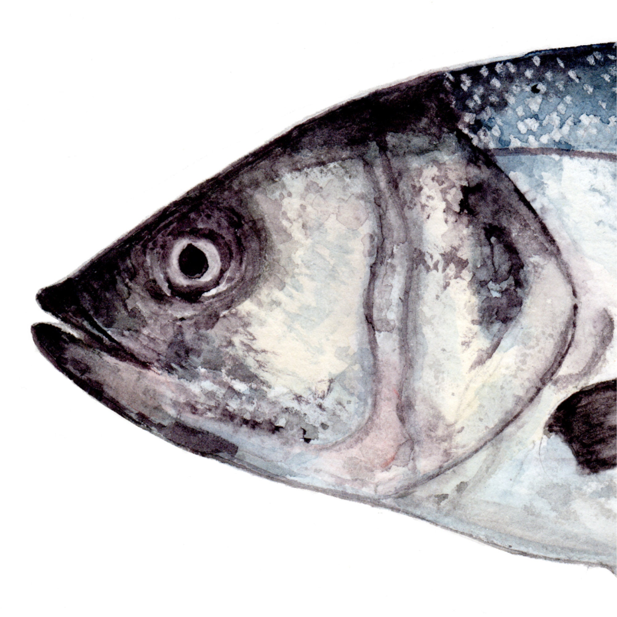 Fish (pike, Trout, Sea Bass) as Watercolor Painting, Digital Product ...