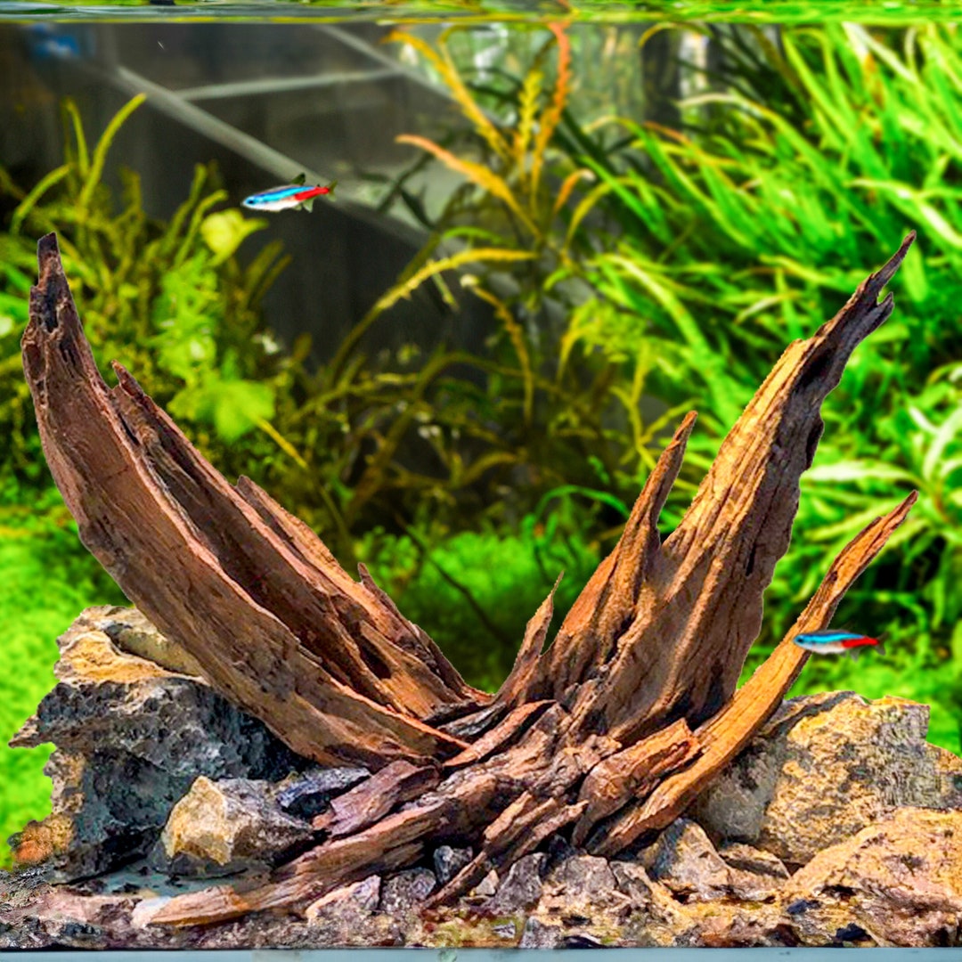 Aquascaping With Driftwood and Rocks Natural Aquarium Etsy