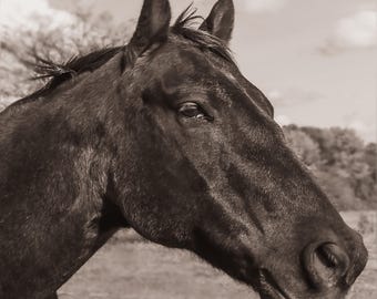 Arte mural imprimible de caballo negro / Fotografía sepia de Shelby Farms, Memphis / Descarga digital de 14 x 14