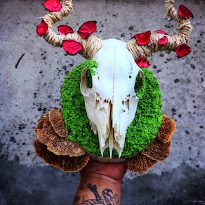 Real deer head decoration