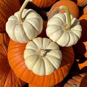 Casperita White Pumpkin image 3