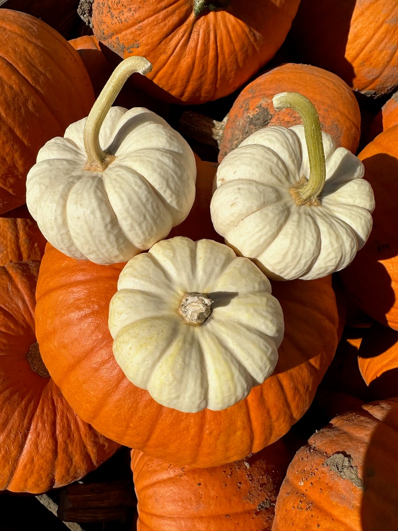 Casperita White Pumpkin image 3
