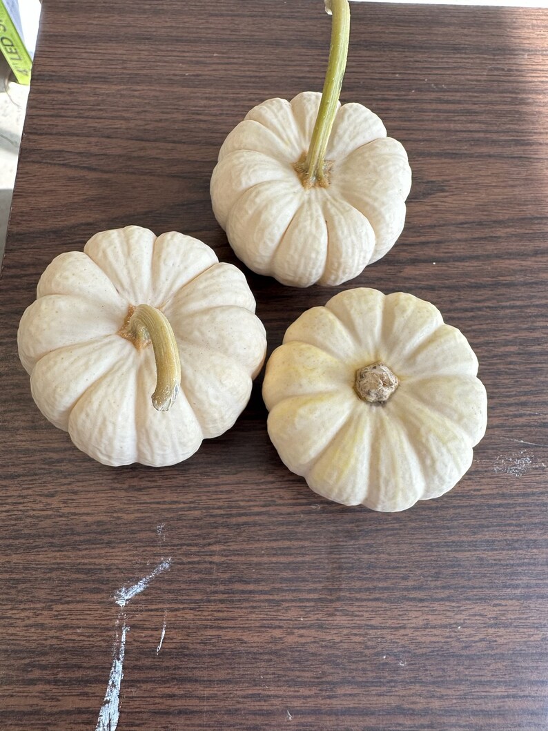 Casperita White Pumpkin image 2